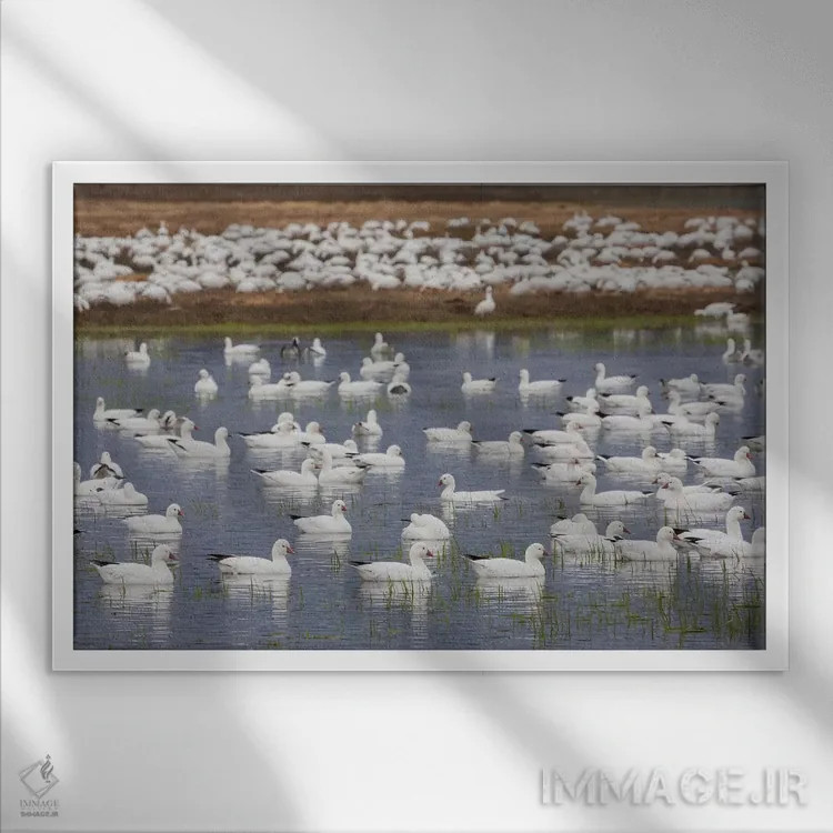 تابلو migration stop,غازهای راس در توقفگاه مهاجرت اثر کن آرچر - نمای قابدار سفید