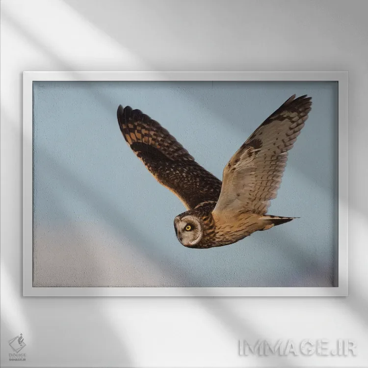 تابلو شکار جغد گوشکوتاه اثر کن آرچر - نمای قابدار سفید