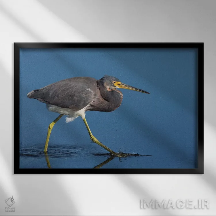 تابلو حواصیل سهرنگ در کمین شکار اثر کن آرچر - نمای قابدار مشکی