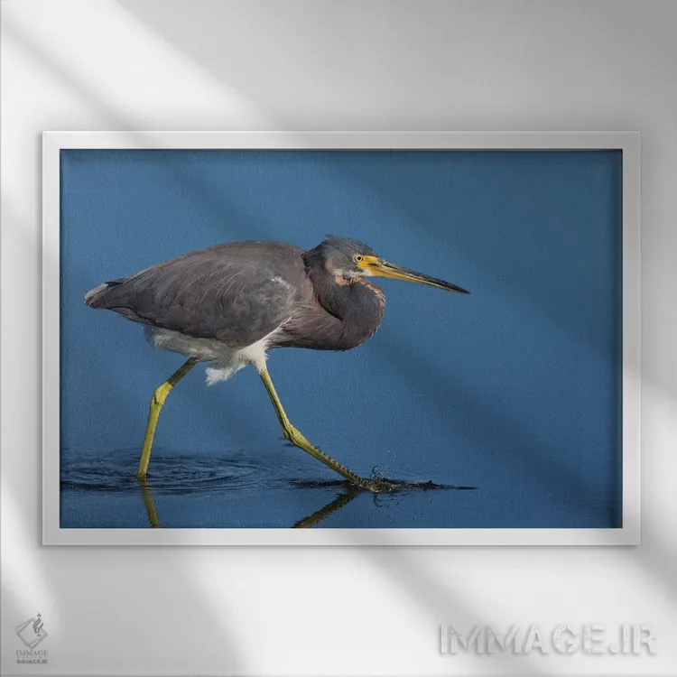 تابلو حواصیل سهرنگ در کمین شکار اثر کن آرچر - نمای قابدار سفید