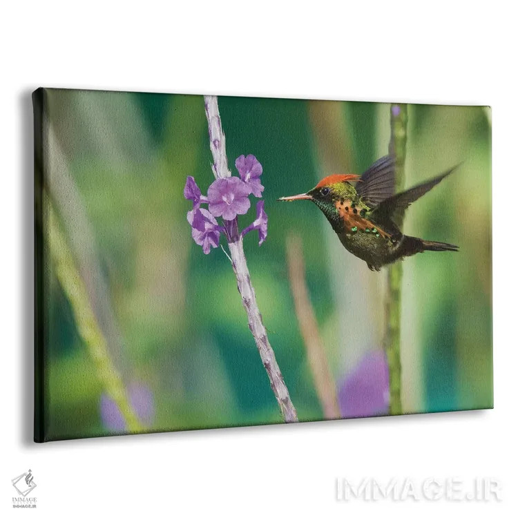 تابلو مرغ مگسخوار توفته در حال خوردن اثر کن آرچر - نمای پرسپکتیو محصول