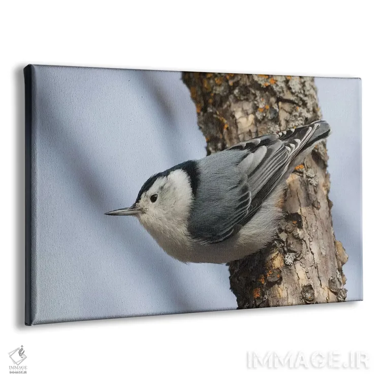 تابلو ناتهچ سینهسفید در حال بقا در زمستان اثر کن آرچر - نمای پرسپکتیو محصول