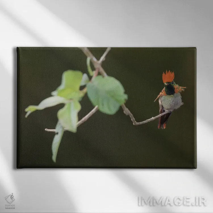 تابلو مرغ مگسخوار توفته (کوکت) اثر کن آرچر - نمای روبهرو روی دیوار