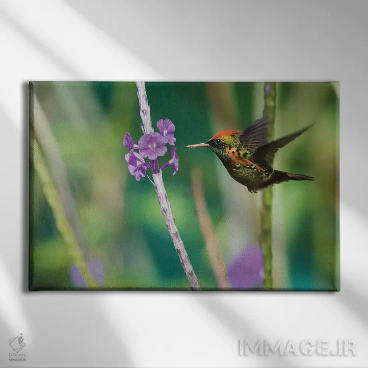 تابلو مرغ مگسخوار توفته در حال خوردن اثر کن آرچر - نمای روبهرو روی دیوار