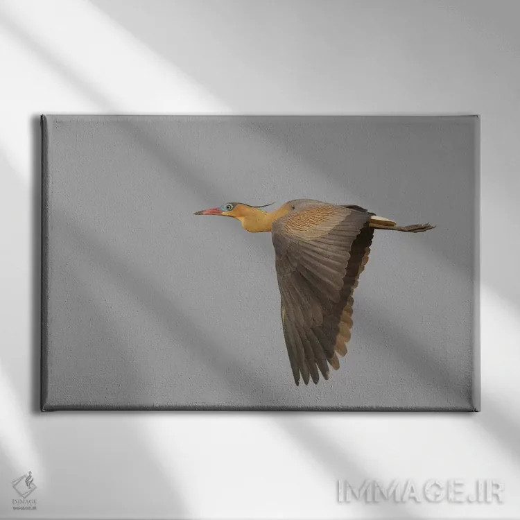 تابلو پرواز حواصیل سوتزن اثر کن آرچر - نمای روبهرو روی دیوار