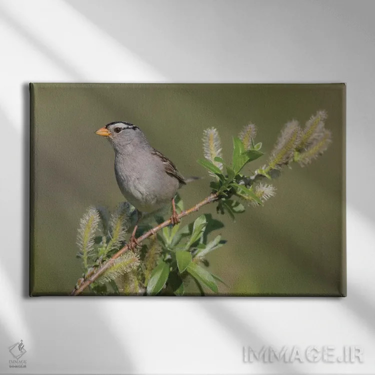 تابلو sub-arctic willow,گنجشک سرسفید، بیدهای زیرشمالگان اثر کن آرچر - نمای روبهرو روی دیوار