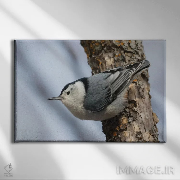 تابلو ناتهچ سینهسفید در حال بقا در زمستان اثر کن آرچر - نمای روبهرو روی دیوار