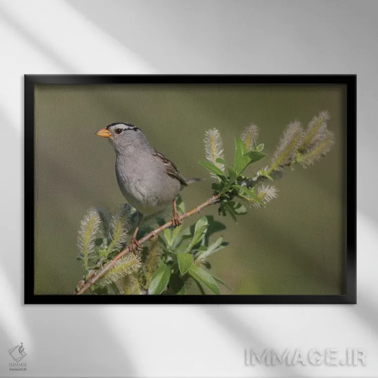 تابلو sub-arctic willow,گنجشک سرسفید، بیدهای زیرشمالگان اثر کن آرچر - نمای قابدار مشکی