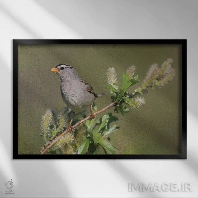 تابلو sub-arctic willow,گنجشک سرسفید، بیدهای زیرشمالگان اثر کن آرچر - نمای قابدار مشکی