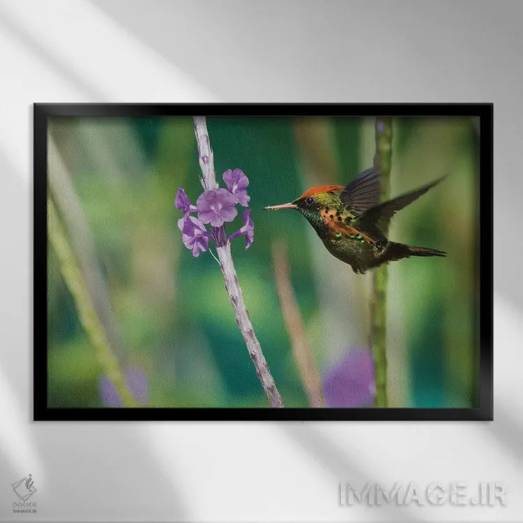 تابلو مرغ مگسخوار توفته در حال خوردن اثر کن آرچر - نمای قابدار مشکی