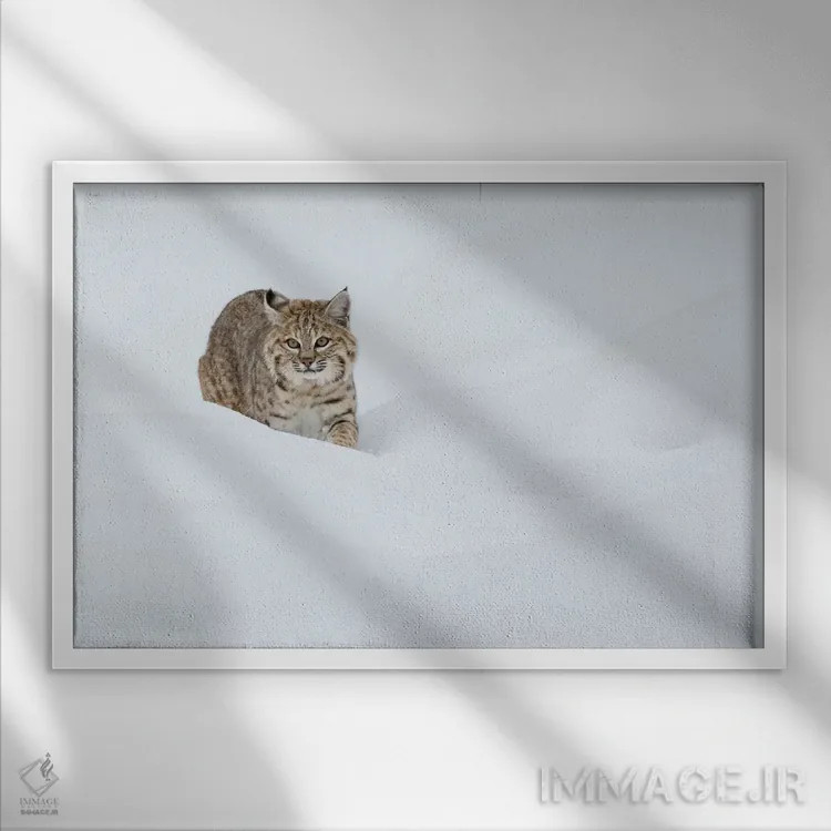 تابلو Stalking in deep snow,سیاهگوش، کمینکردن در برف عمیق اثر کن آرچر - نمای قابدار سفید