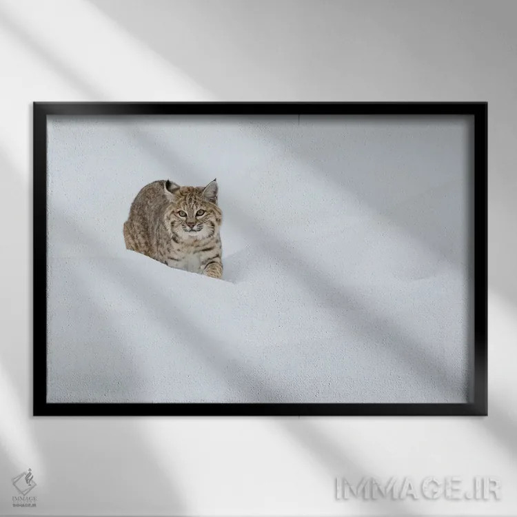 تابلو Stalking in deep snow,سیاهگوش، کمینکردن در برف عمیق اثر کن آرچر - نمای قابدار مشکی