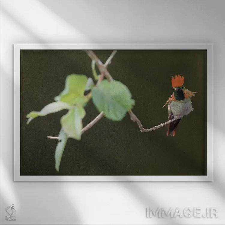 تابلو مرغ مگسخوار توفته (کوکت) اثر کن آرچر - نمای قابدار سفید