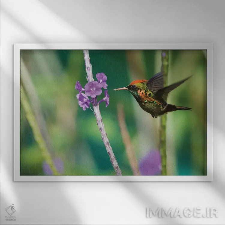 تابلو مرغ مگسخوار توفته در حال خوردن اثر کن آرچر - نمای قابدار سفید