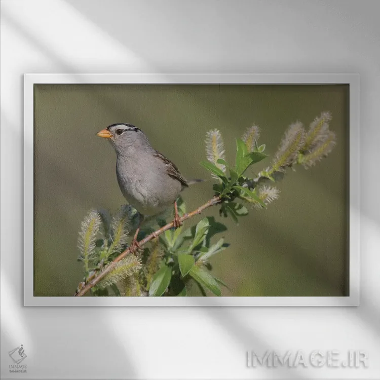 تابلو sub-arctic willow,گنجشک سرسفید، بیدهای زیرشمالگان اثر کن آرچر - نمای قابدار سفید
