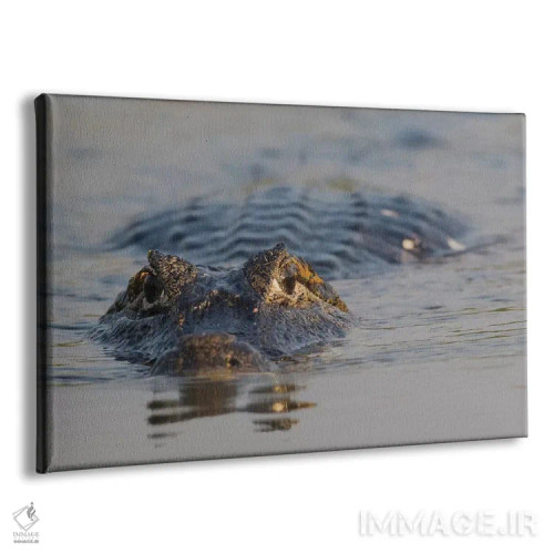 تابلو کایمان یاکاره اثر کن آرچر - نمای پرسپکتیو محصول