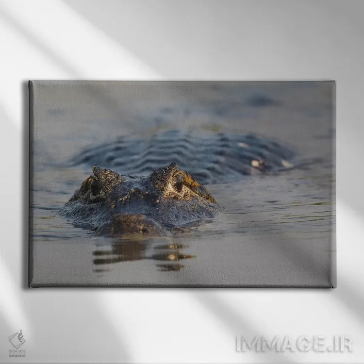 تابلو کایمان یاکاره اثر کن آرچر - نمای روبهرو روی دیوار