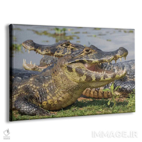 تابلو کایمان یاکاره در حال آفتاب گرفتن اثر کن آرچر - نمای پرسپکتیو محصول