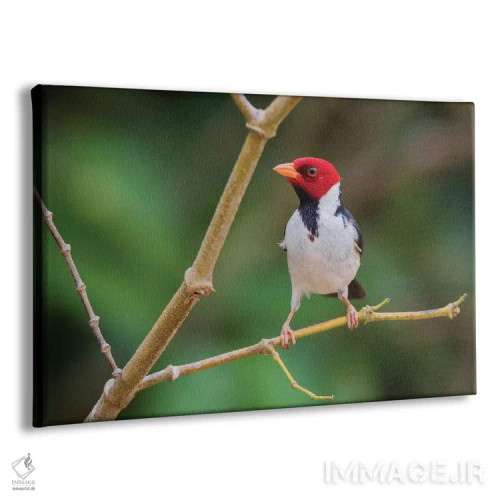 تابلو کارباورال منقارزرد اثر کن آرچر - نمای پرسپکتیو محصول