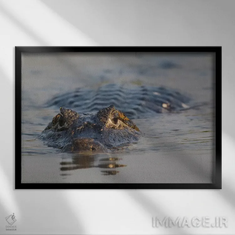 تابلو کایمان یاکاره اثر کن آرچر - نمای قابدار مشکی