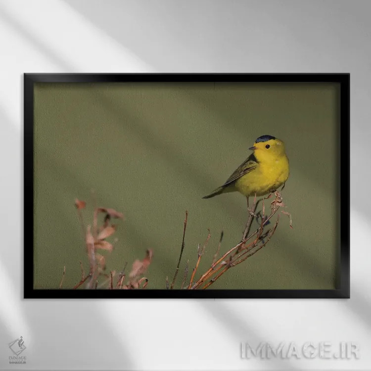 تابلو Sub-arctic willow,وُربل ویلسون، بیدهای زیرشمالگان اثر کن آرچر - نمای قابدار مشکی