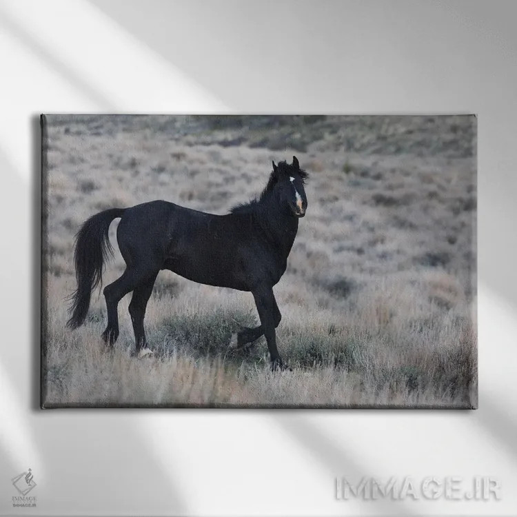 تابلو کره اسب سیاه جوان در حال جستوخیز اثر کن آرچر - نمای روبهرو روی دیوار