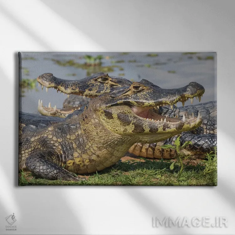 تابلو کایمان یاکاره در حال آفتاب گرفتن اثر کن آرچر - نمای روبهرو روی دیوار