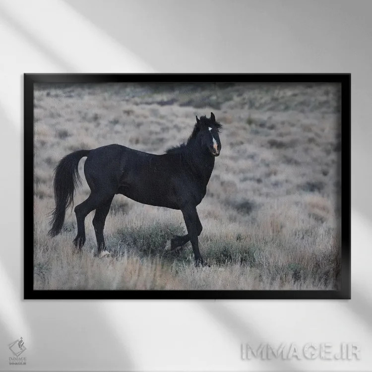 تابلو کره اسب سیاه جوان در حال جستوخیز اثر کن آرچر - نمای قابدار مشکی