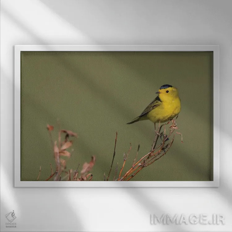 تابلو Sub-arctic willow,وُربل ویلسون، بیدهای زیرشمالگان اثر کن آرچر - نمای قابدار سفید