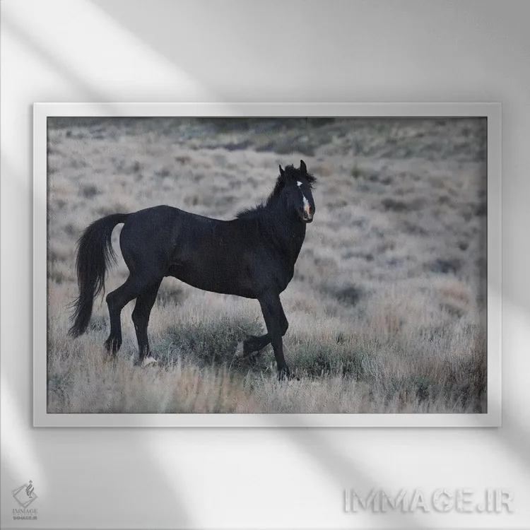 تابلو کره اسب سیاه جوان در حال جستوخیز اثر کن آرچر - نمای قابدار سفید