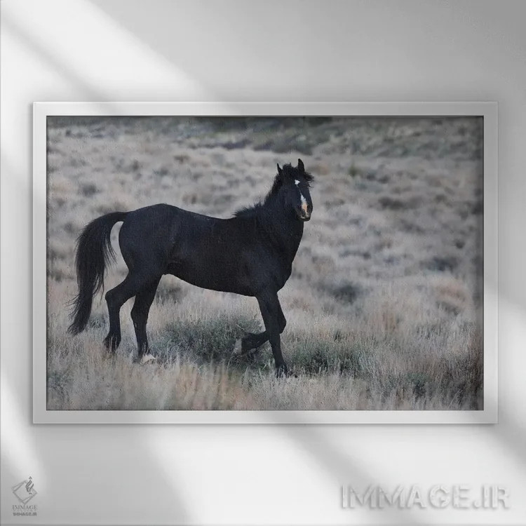 تابلو کره اسب سیاه جوان در حال جستوخیز اثر کن آرچر - نمای قابدار سفید