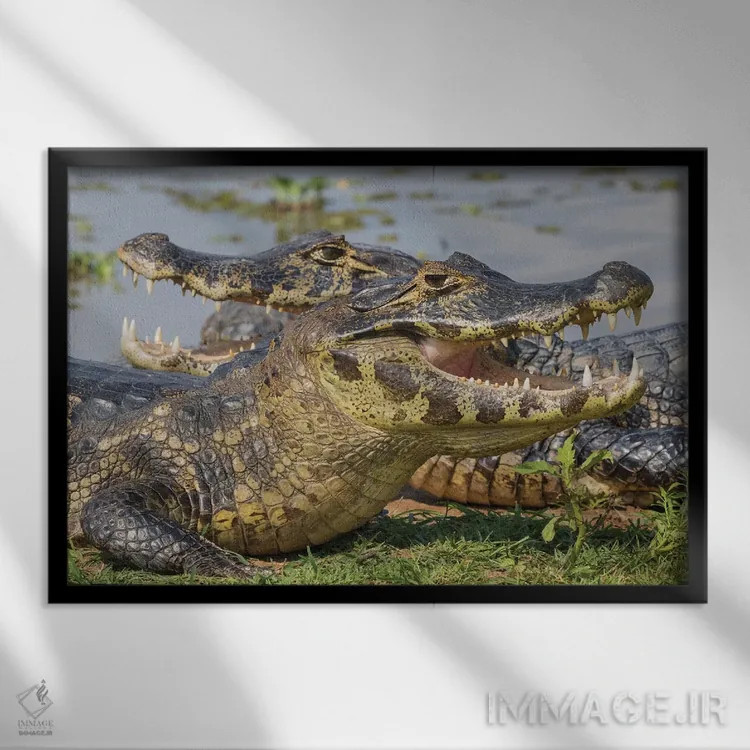 تابلو کایمان یاکاره در حال آفتاب گرفتن اثر کن آرچر - نمای قابدار مشکی