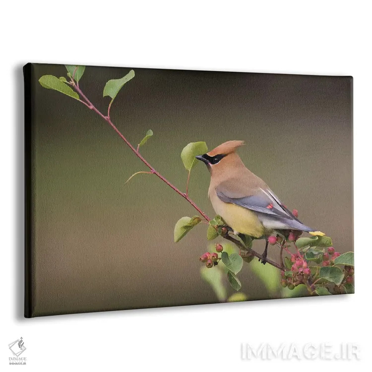 تابلو سدار وکسوینگ روی بوته زغالاخته اثر کن آرچر - نمای پرسپکتیو محصول