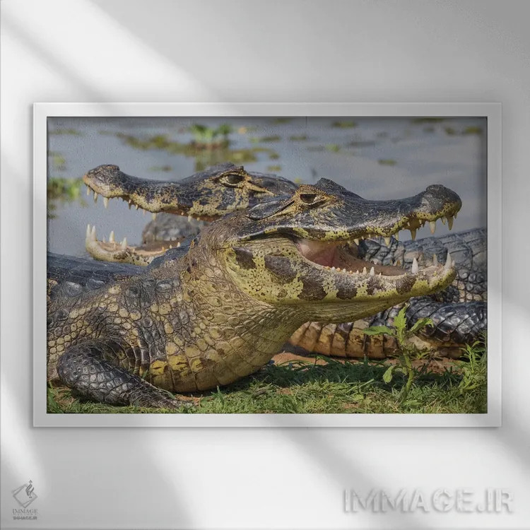 تابلو کایمان یاکاره در حال آفتاب گرفتن اثر کن آرچر - نمای قابدار سفید