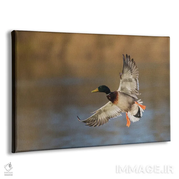 تابلو اردک سرسبز نر در حال فرود آمدن اثر کن آرچر - نمای پرسپکتیو محصول