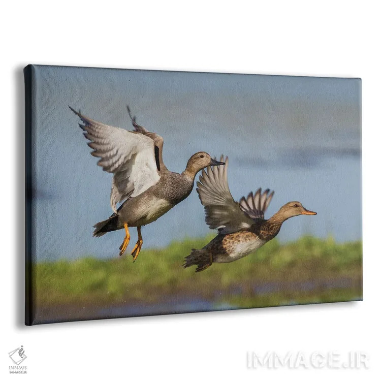 تابلو جفت اردک خواجهگی در حال پرواز اثر کن آرچر - نمای پرسپکتیو محصول