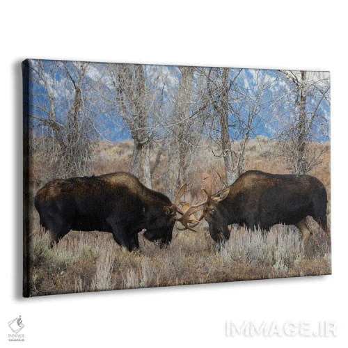 تابلو گوزن نر شمالی در حال مبارزه اثر کن آرچر - نمای پرسپکتیو محصول