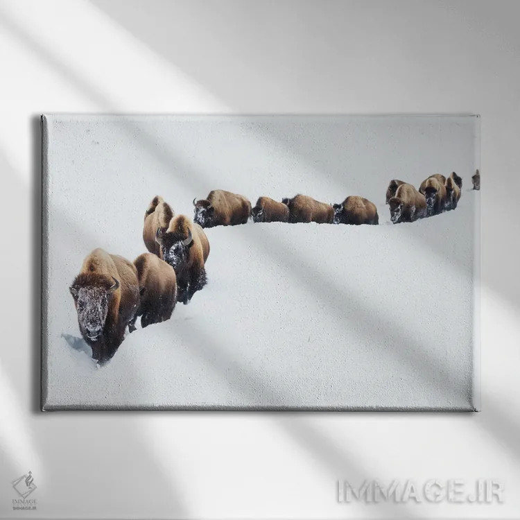 تابلو Winter Migration,گاومیش کوهاندار آمریکایی، مهاجرت زمستانی اثر کن آرچر - نمای روبهرو روی دیوار