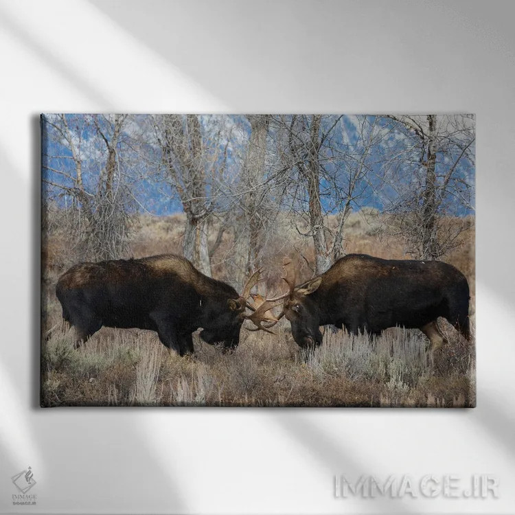 تابلو گوزن نر شمالی در حال مبارزه اثر کن آرچر - نمای روبهرو روی دیوار