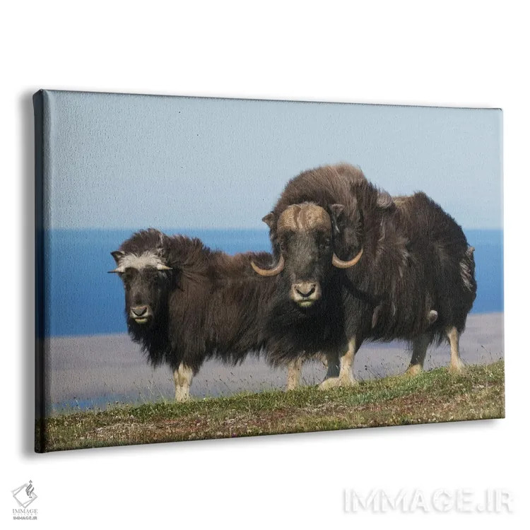 تابلو گاومیشمشکیهای شمالی در مقابل دریای برینگ اثر کن آرچر - نمای پرسپکتیو محصول