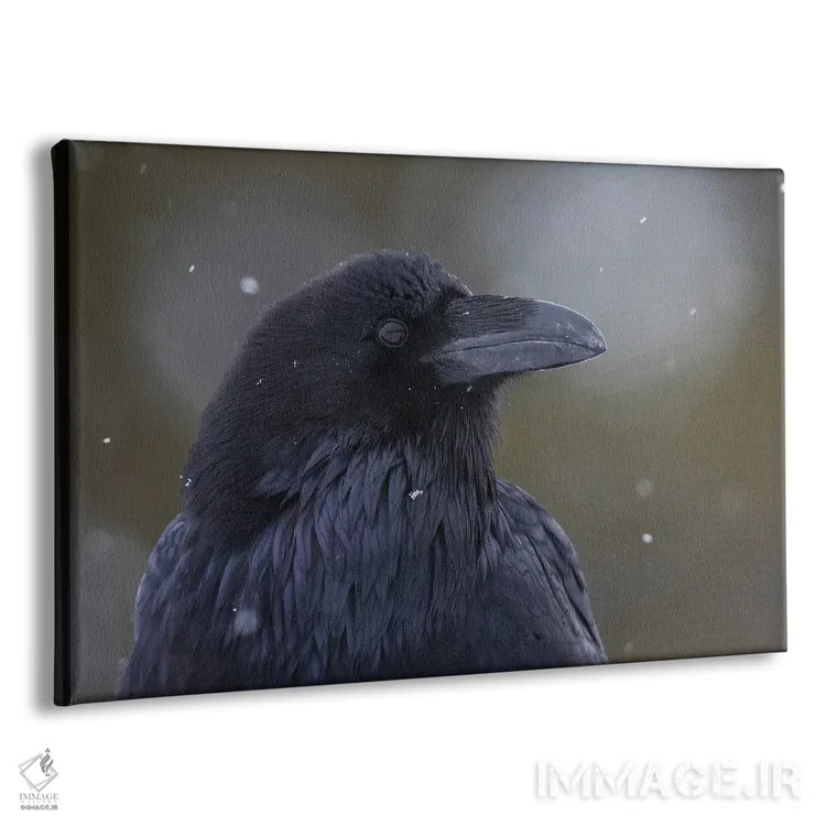 تابلو Winter Close-Up,کلاغ سیاه معمولی، نمای نزدیک زمستانی اثر کن آرچر - نمای پرسپکتیو محصول
