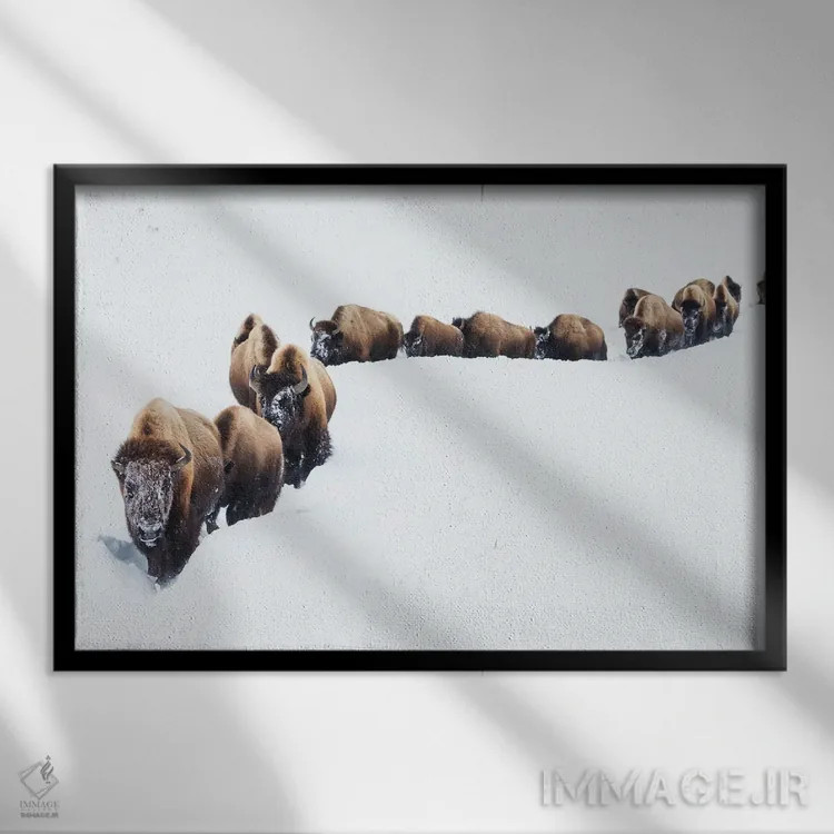 تابلو Winter Migration,گاومیش کوهاندار آمریکایی، مهاجرت زمستانی اثر کن آرچر - نمای قابدار مشکی