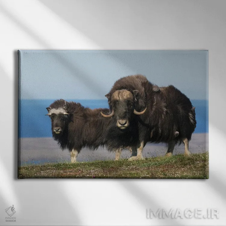 تابلو گاومیشمشکیهای شمالی در مقابل دریای برینگ اثر کن آرچر - نمای روبهرو روی دیوار