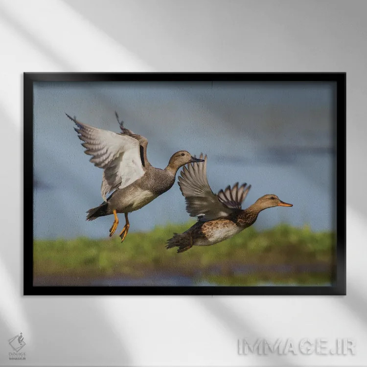 تابلو جفت اردک خواجهگی در حال پرواز اثر کن آرچر - نمای قابدار مشکی