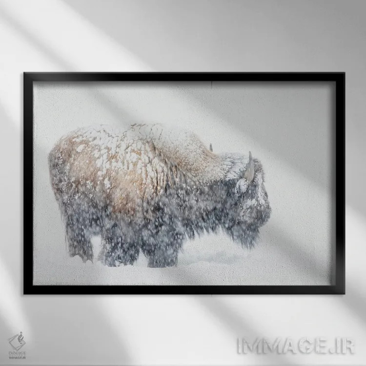 تابلو Winter Storm,گاومیش کوهاندار آمریکایی، طوفان زمستانی اثر کن آرچر - نمای قابدار مشکی
