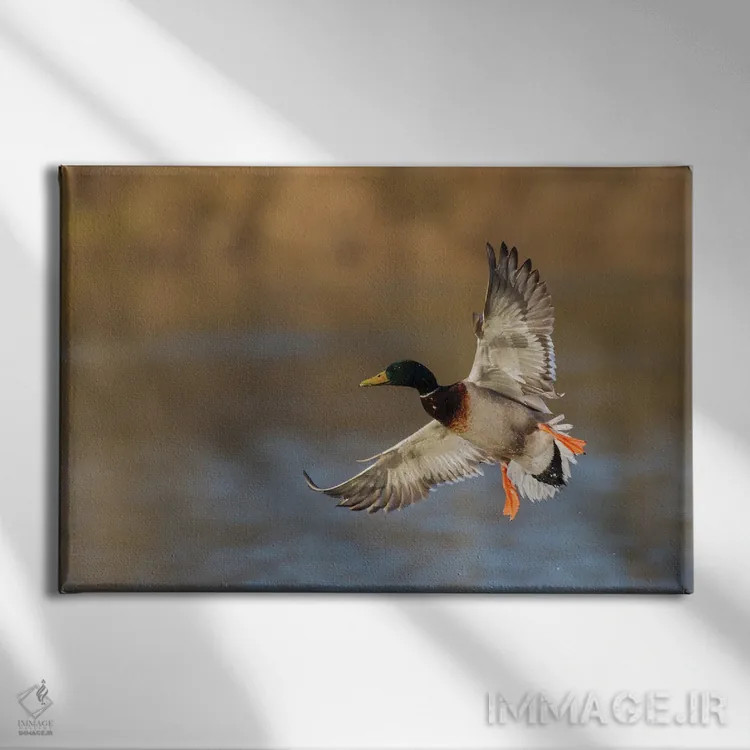تابلو اردک سرسبز نر در حال فرود آمدن اثر کن آرچر - نمای روبهرو روی دیوار
