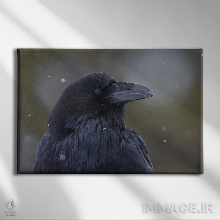 تابلو Winter Close-Up,کلاغ سیاه معمولی، نمای نزدیک زمستانی اثر کن آرچر - نمای روبهرو روی دیوار