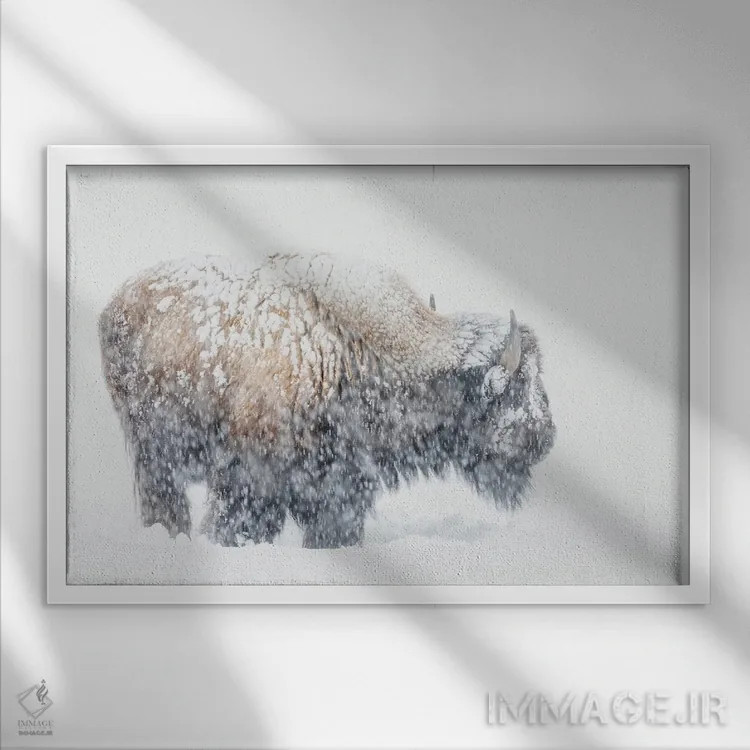 تابلو Winter Storm,گاومیش کوهاندار آمریکایی، طوفان زمستانی اثر کن آرچر - نمای قابدار سفید