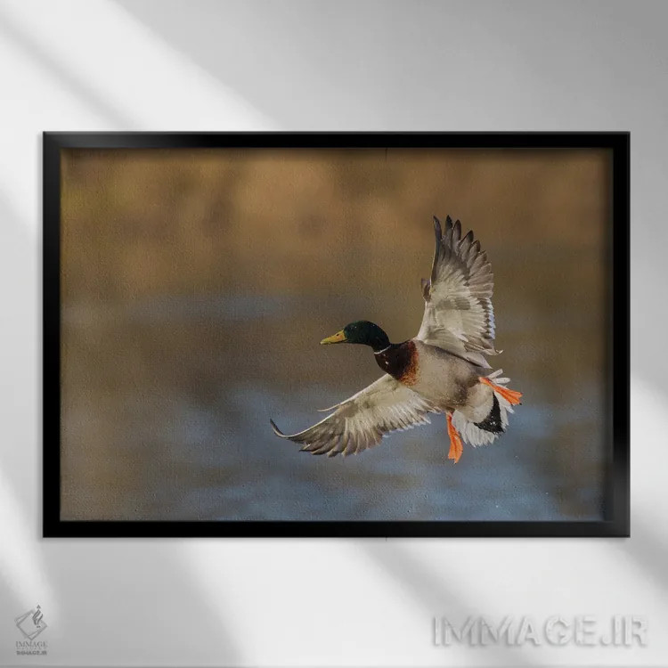 تابلو اردک سرسبز نر در حال فرود آمدن اثر کن آرچر - نمای قابدار مشکی