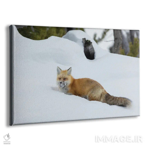 تابلو روباه قرمز با غذای پنهانشده اثر کن آرچر - نمای پرسپکتیو محصول